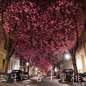 三级黄色片网站
